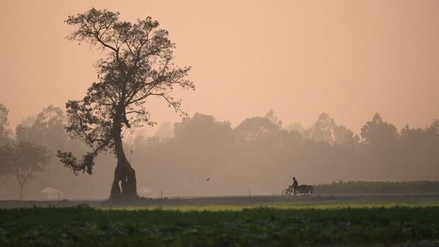 View of a lone tree and a cyclist in the mist Bangladesh. View of a lone tree and a cyclist in the mist Bangladesh.