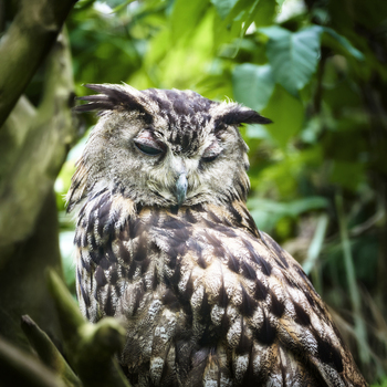 View of an Eurasian eagle owl perched among lush green foliage in Poland.