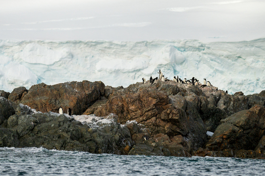 View of Adelie penguins on the rocky terrain of Paulet Island with a massive glacier in the background Antarctica. View of Adelie penguins on the rocky terrain of Paulet Island with a massive glacier in the background Antarctica.