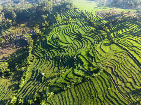 Aerial view of Wadaslintang rice terraces with vibrant green paddies intricate irrigation patterns and surrounding tropical trees in Wadaslintang Central Java Indonesia. Aerial view of Wadaslintang rice terraces with vibrant green paddies intricate irrigation patterns and surrounding tropical trees in Wadaslintang Central Java Indonesia.