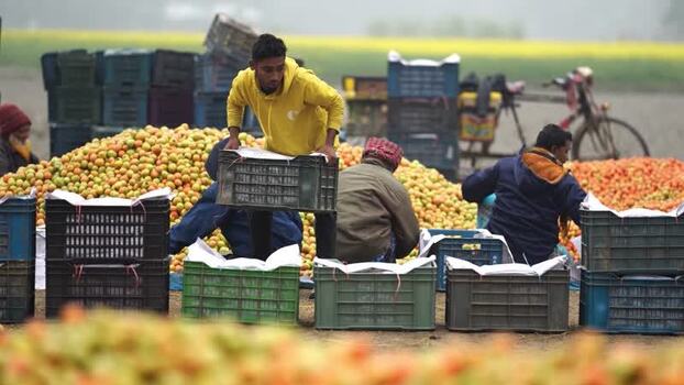 View of workers sorting tomatoes at a market in Bogura Bangladesh. View of workers sorting tomatoes at a market in Bogura Bangladesh.