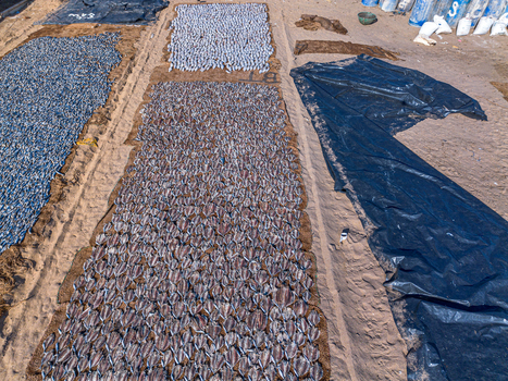 Aerial view of Negombo Beach with rows of small fish drying on mats under the sun traditional fish processing on the sandy coast in Negombo Western Province Sri Lanka. Aerial view of Negombo Beach with rows of small fish drying on mats under the sun traditional fish processing on the sandy coast in Negombo Western Province Sri Lanka.