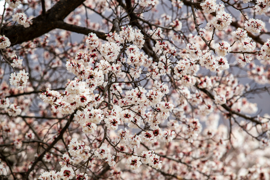 View of blooming white apricot blossoms on tree branches in spring near Altit Fort in Altit Gilgit Pakistan. View of blooming white apricot blossoms on tree branches in spring near Altit Fort in Altit Gilgit Pakistan.