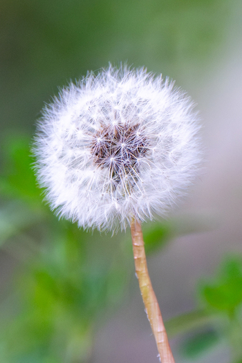 View of a delicate white dandelion seed head with fluffy pappus against a soft green blurred background in Gilgit Pakistan.