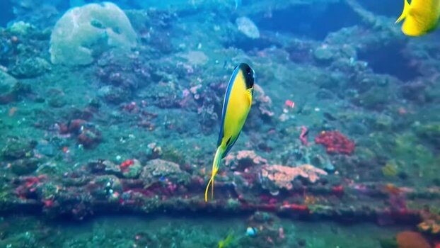 View of a tropical fish swimming near a coral reef in Bali Indonesia.