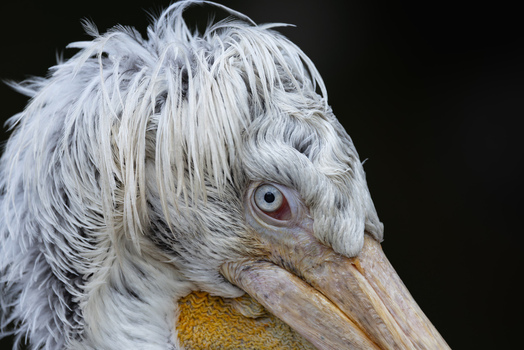View of a Dalmatian pelican head with curly white feathers and a blue eye against a dark background in Mulhouse Grand Est France.