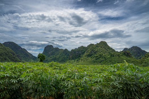 View of a lush cassava field with green karst mountains in the background under a cloudy sky in Vietnam. View of a lush cassava field with green karst mountains in the background under a cloudy sky in Vietnam.
