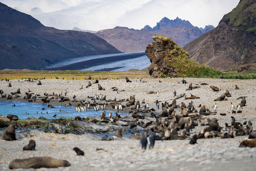View of a large colony of fur seals and king penguins on the rocky beach of Fortuna Bay with a glacier and mountains in South Georgia and the South Sandwich Islands. View of a large colony of fur seals and king penguins on the rocky beach of Fortuna Bay with a glacier and mountains in South Georgia and the South Sandwich Islands.