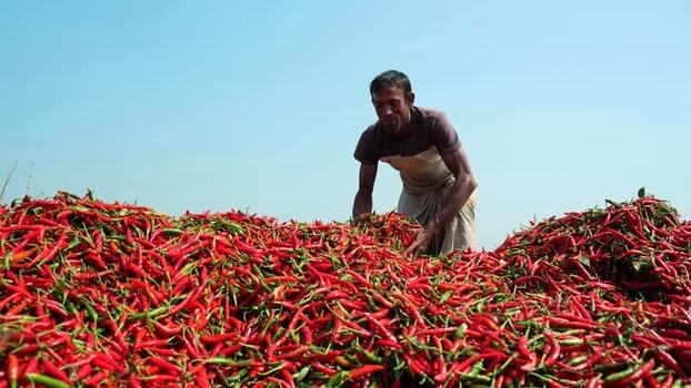 View of a man sorting red chili peppers in Bogura Bangladesh. View of a man sorting red chili peppers in Bogura Bangladesh.