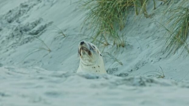 View of a seal emerging from sand New Zealand. View of a seal emerging from sand New Zealand.