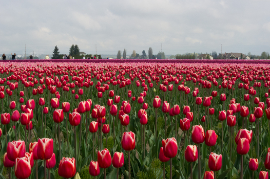View of vibrant red and pink tulip fields stretching across the landscape under a cloudy sky in La Conner Washington United States.