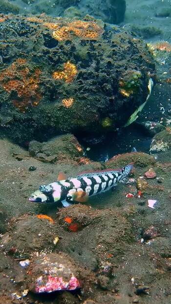 View of a striped fish on the seabed in Bali Indonesia. View of a striped fish on the seabed in Bali Indonesia.