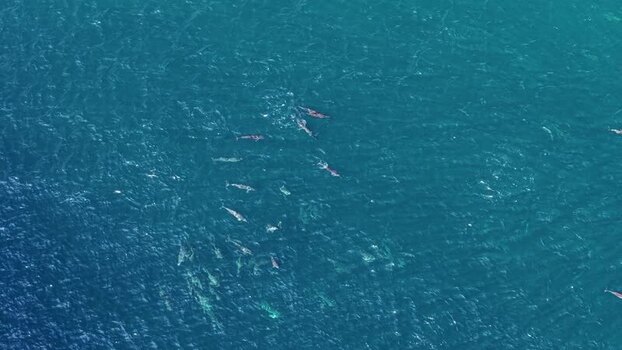 Aerial view of a pod of dolphins in the ocean Maldives.