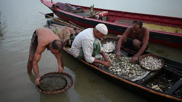 View of fishermen sorting fish in wooden boats Bangladesh.
