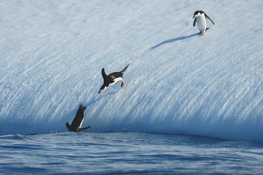 View of Chinstrap penguins jumping from a steep textured iceberg into the blue ocean in Antarctica. View of Chinstrap penguins jumping from a steep textured iceberg into the blue ocean in Antarctica.