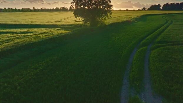 Aerial view of green fields and a lone tree at sunset Ireland.