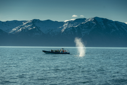 View of a whale watching tour boat amidst the tranquil blue sea with snow capped mountains in the backdrop near the coast H&uacute;sav&iacute;k Nor&eth;ur&thorn;ing Iceland.