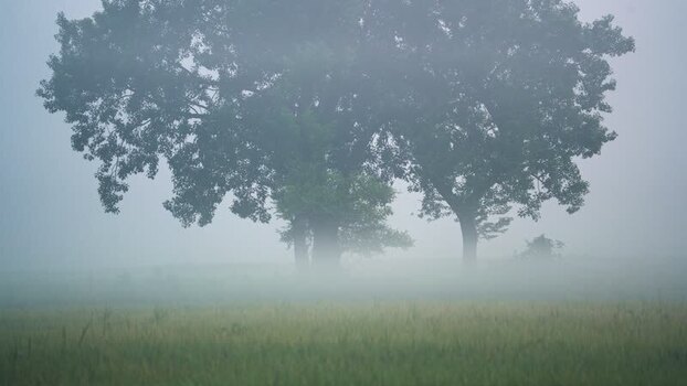 View of trees in thick fog in Bogura Bangladesh.