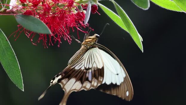 View of a butterfly on a red flower in France.