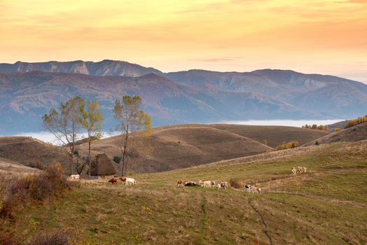 View of a herd of cattle grazing on rolling hills with a traditional wooden hut and distant mountains in the autumn landscape of Alba Iulia Alba County Romania. View of a herd of cattle grazing on rolling hills with a traditional wooden hut and distant mountains in the autumn landscape of Alba Iulia Alba County Romania.