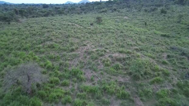 Aerial view of wild elephant in Sigiriya Sri Lanka.