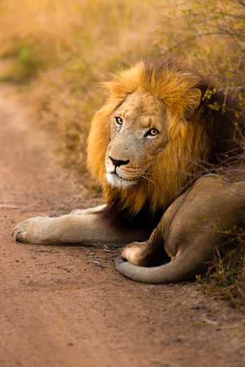 View of a majestic male lion with a thick mane resting on a dirt road surrounded by dry bushveld in Kruger Park Mpumalanga South Africa. View of a majestic male lion with a thick mane resting on a dirt road surrounded by dry bushveld in Kruger Park Mpumalanga South Africa.
