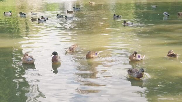 View of ducks swimming in a park pond in Olomouc Czechia.