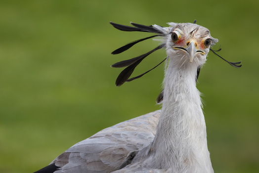 View of a secretarybird showing its distinctive black crest feathers and orange eye patches against a blurred green background in Selestat Grand Est France.