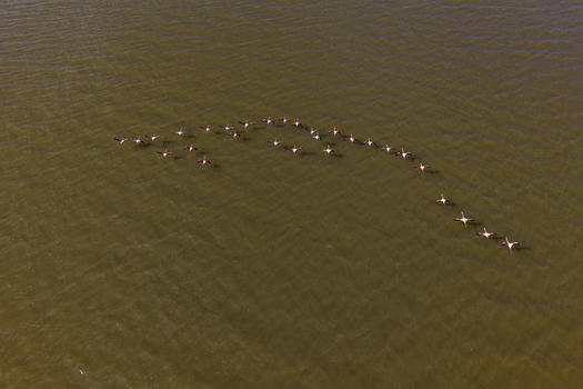 Aerial view of a flock of flamingos gracefully gliding over the tranquil waters of Salinas y Arenales de San Pedro del Pinatar San Pedro del Pinatar Region of Murcia Spain. Aerial view of a flock of flamingos gracefully gliding over the tranquil waters of Salinas y Arenales de San Pedro del Pinatar San Pedro del Pinatar Region of Murcia Spain.