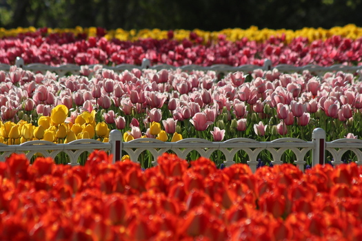 View of vibrant rows of red pink and yellow tulips blooming in Alaaddin Hill Park separated by decorative white fences in Selcuklu Konya Turkiye. View of vibrant rows of red pink and yellow tulips blooming in Alaaddin Hill Park separated by decorative white fences in Selcuklu Konya Turkiye.