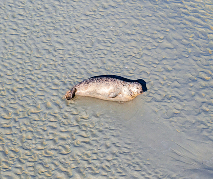 Aerial view of a seal resting on the rippled sandy tidal flats of the Baie de Somme in Saint Valery sur Somme Hauts de France France. Aerial view of a seal resting on the rippled sandy tidal flats of the Baie de Somme in Saint Valery sur Somme Hauts de France France.