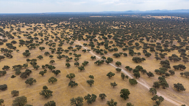 Aerial view of the dehesa landscape with scattered cork oak trees and a dirt path winding through dry golden pastures in Navalmoral de la Mata Extremadura Spain.