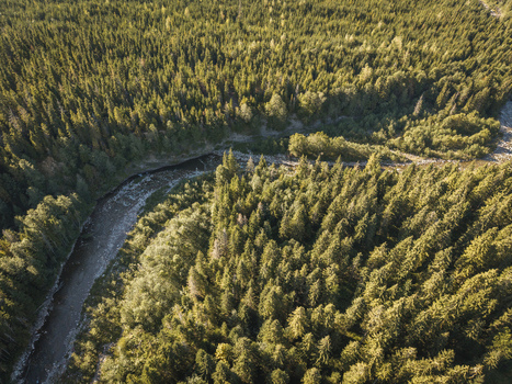 Aerial view of the winding Bialka River flowing through a dense coniferous forest in Jurgow Lesser Poland Voivode Poland. Aerial view of the winding Bialka River flowing through a dense coniferous forest in Jurgow Lesser Poland Voivode Poland.