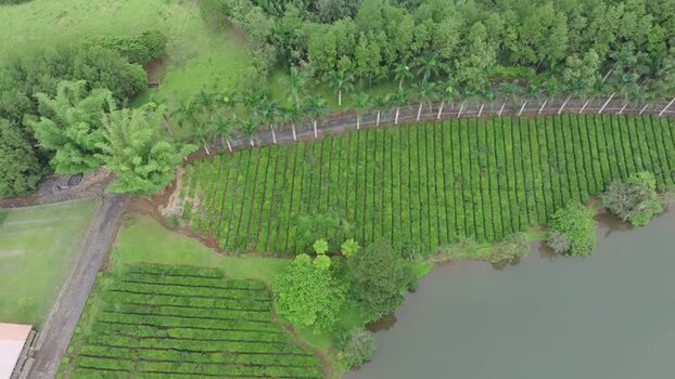 Aerial view of Bois Cheri tea plantation Mauritius. Aerial view of Bois Cheri tea plantation Mauritius.