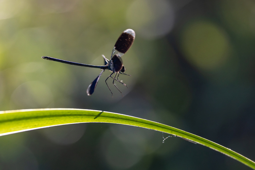View of a dark damselfly hovering above a green blade of grass in a sunlit garden Wittenheim Grand Est France. View of a dark damselfly hovering above a green blade of grass in a sunlit garden Wittenheim Grand Est France.