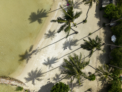 Aerial view of palm trees casting long shadows on the sandy shore where turquoise water meets the land Karimunjawa Central Java Indonesia.