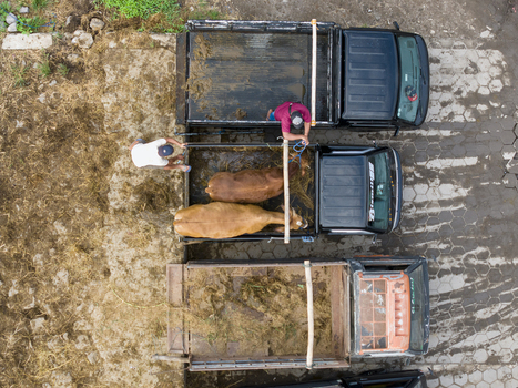 Aerial view of Animal Market Prambanan with cows in the back of a truck and men working on a paved ground in Kecamatan Prambanan Jawa Tengah Indonesia. Aerial view of Animal Market Prambanan with cows in the back of a truck and men working on a paved ground in Kecamatan Prambanan Jawa Tengah Indonesia.