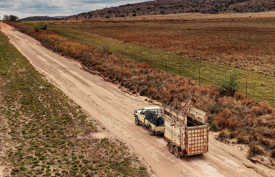 Aerial view of a blindfolded giraffe being transported in a specialized trailer by a pickup truck along a dirt road in the African wilderness Thabazimbi Limpopo South Africa.