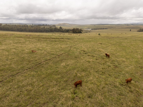 Aerial view of brown cattle grazing in a vast green pasture with rolling hills and a line of trees under an overcast sky in Bloemfontein Free State South Africa. Aerial view of brown cattle grazing in a vast green pasture with rolling hills and a line of trees under an overcast sky in Bloemfontein Free State South Africa.
