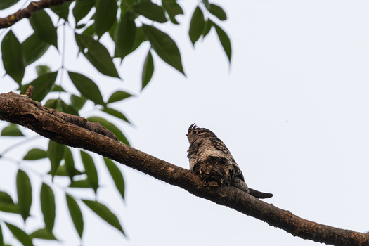 View of a camouflaged nightjar perched on a tree branch with green leaves against a bright sky in Dehong Dai and Jingpo Autonomous Prefecture Yunnan China. View of a camouflaged nightjar perched on a tree branch with green leaves against a bright sky in Dehong Dai and Jingpo Autonomous Prefecture Yunnan China.