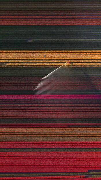 Aerial view of colorful tulip fields with a tractor spraying in Netherlands. Aerial view of colorful tulip fields with a tractor spraying in Netherlands.