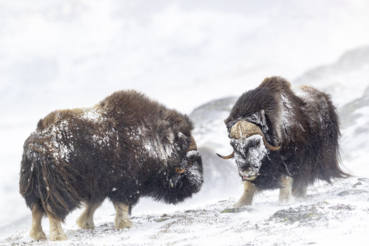 View of two muskoxen standing in the snow in Dovrefjell National Park Norway. View of two muskoxen standing in the snow in Dovrefjell National Park Norway.