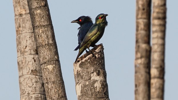 View of two Asian Glossy Starlings with striking red eyes perched on a weathered palm tree trunk against a clear sky near Changi Boardwalk in Singapore Singapore.