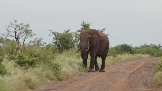 View of an African elephant in Kruger National Park South Africa.