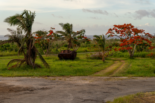 View of a rusted military vehicle in a grassy field at North Field Base with palm trees and blooming flamboyant trees in Northern Tinian Tinian Northern Mariana Islands. View of a rusted military vehicle in a grassy field at North Field Base with palm trees and blooming flamboyant trees in Northern Tinian Tinian Northern Mariana Islands.