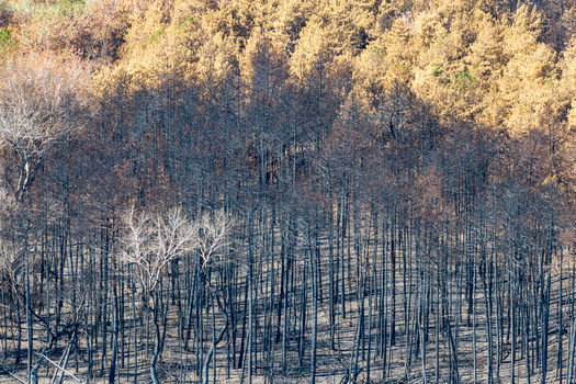 Aerial view of the Deliblato Sands wildfire aftermath showing charred black trees and scorched forest foliage in Dubovac Vojvodina Serbia.