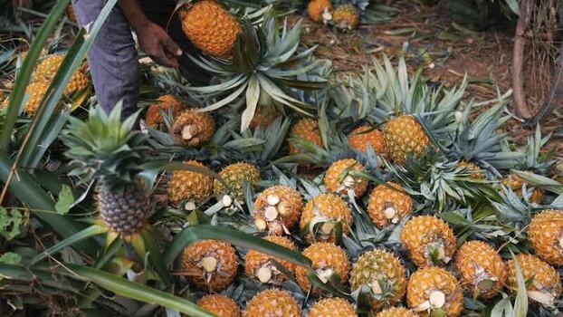 View of a worker harvesting ripe pineapples in Madhupur Bangladesh. View of a worker harvesting ripe pineapples in Madhupur Bangladesh.