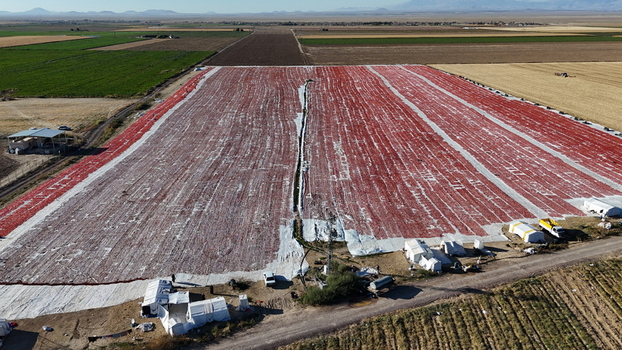 Aerial view of vast fields of tomatoes drying on white sheets under the sun in an agricultural landscape Eregli Konya Turkey. Aerial view of vast fields of tomatoes drying on white sheets under the sun in an agricultural landscape Eregli Konya Turkey.