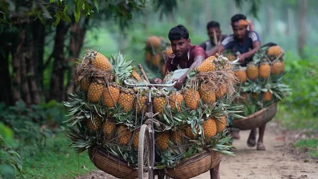 View of men transporting pineapples on bicycles in Madhupur Bangladesh. View of men transporting pineapples on bicycles in Madhupur Bangladesh.