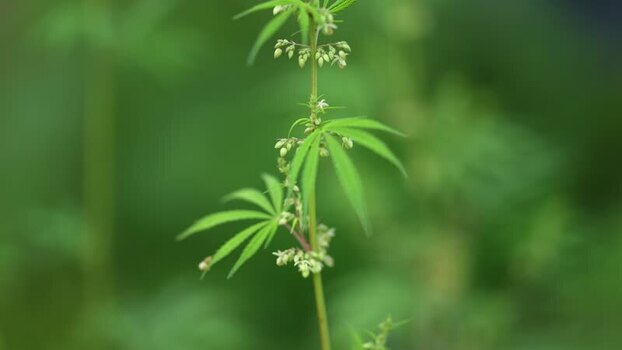 View of a cannabis plant with green leaves and buds Nepal.